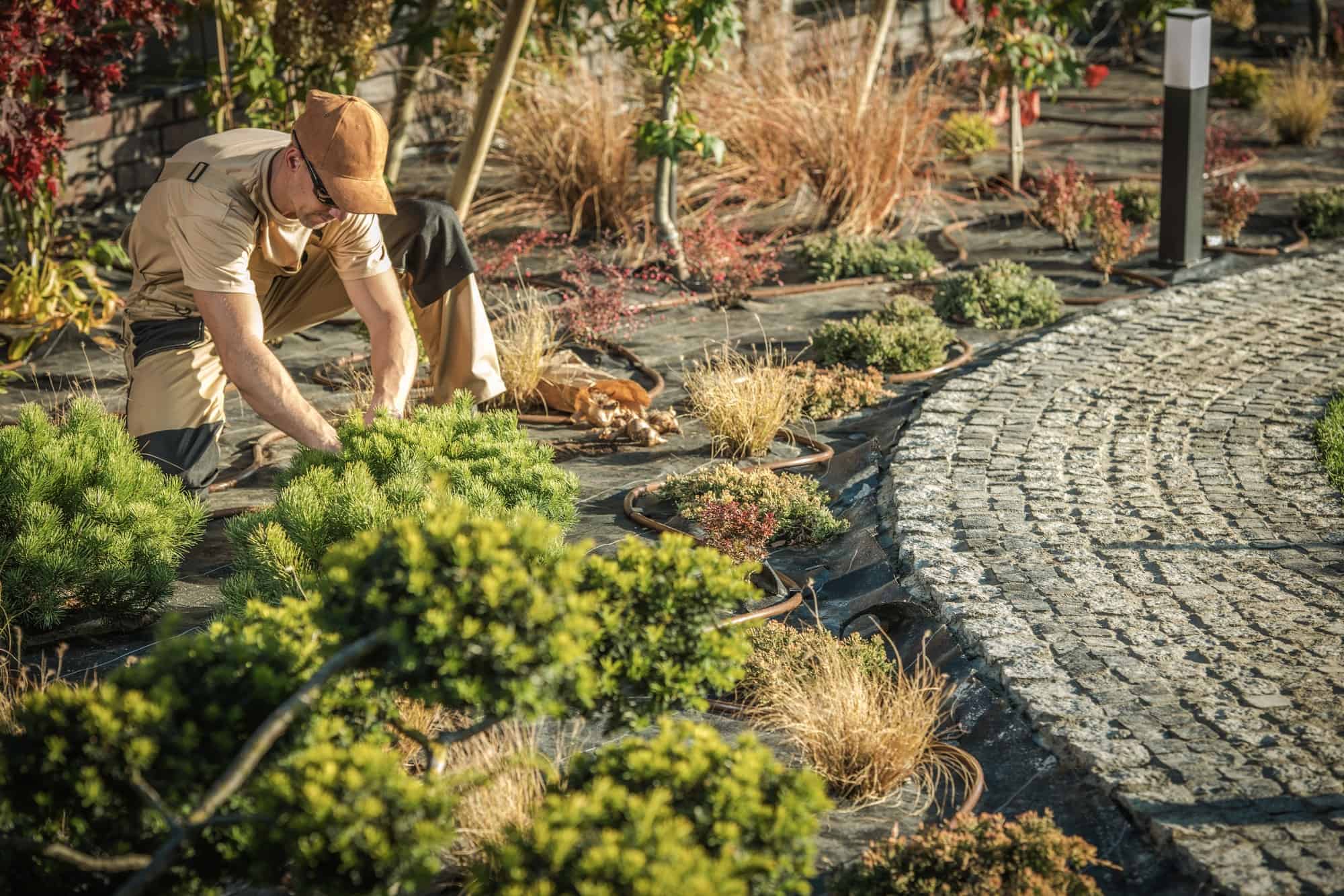 planting-new-garden-trees.jpg