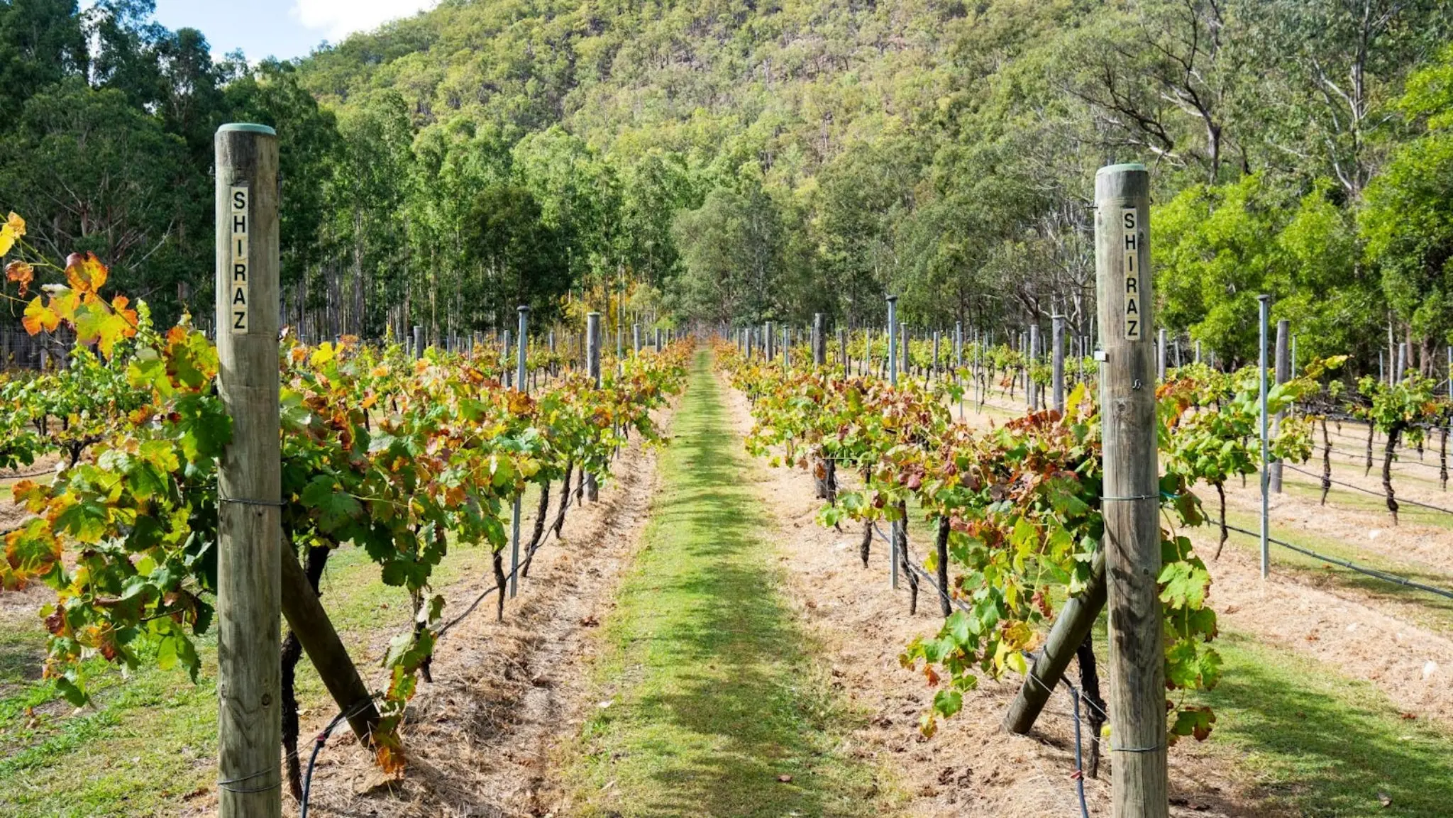 Barney_Creek_Vineyard_Cottages_4