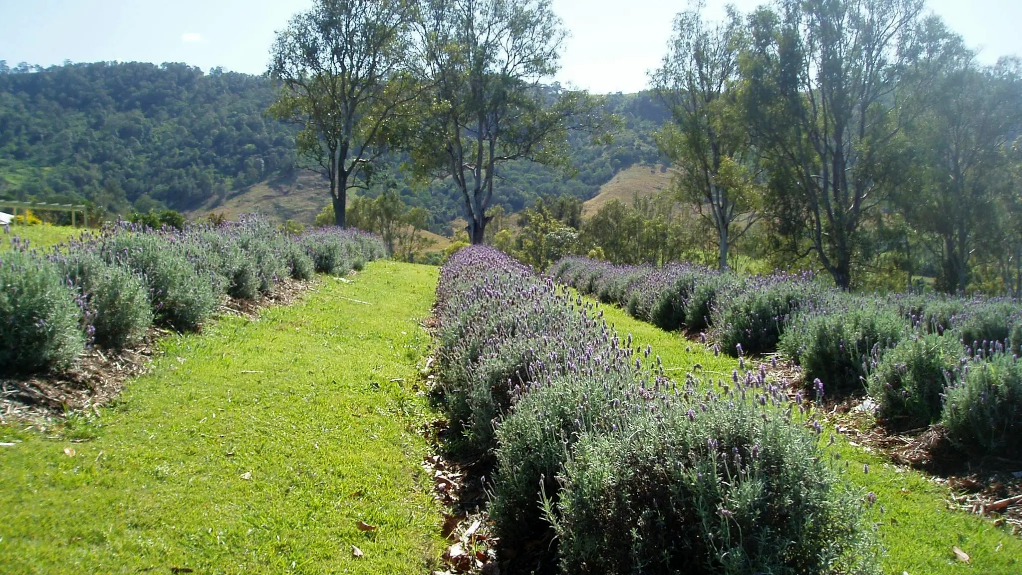 Blue_Ridge_Lavender_Cottage_3