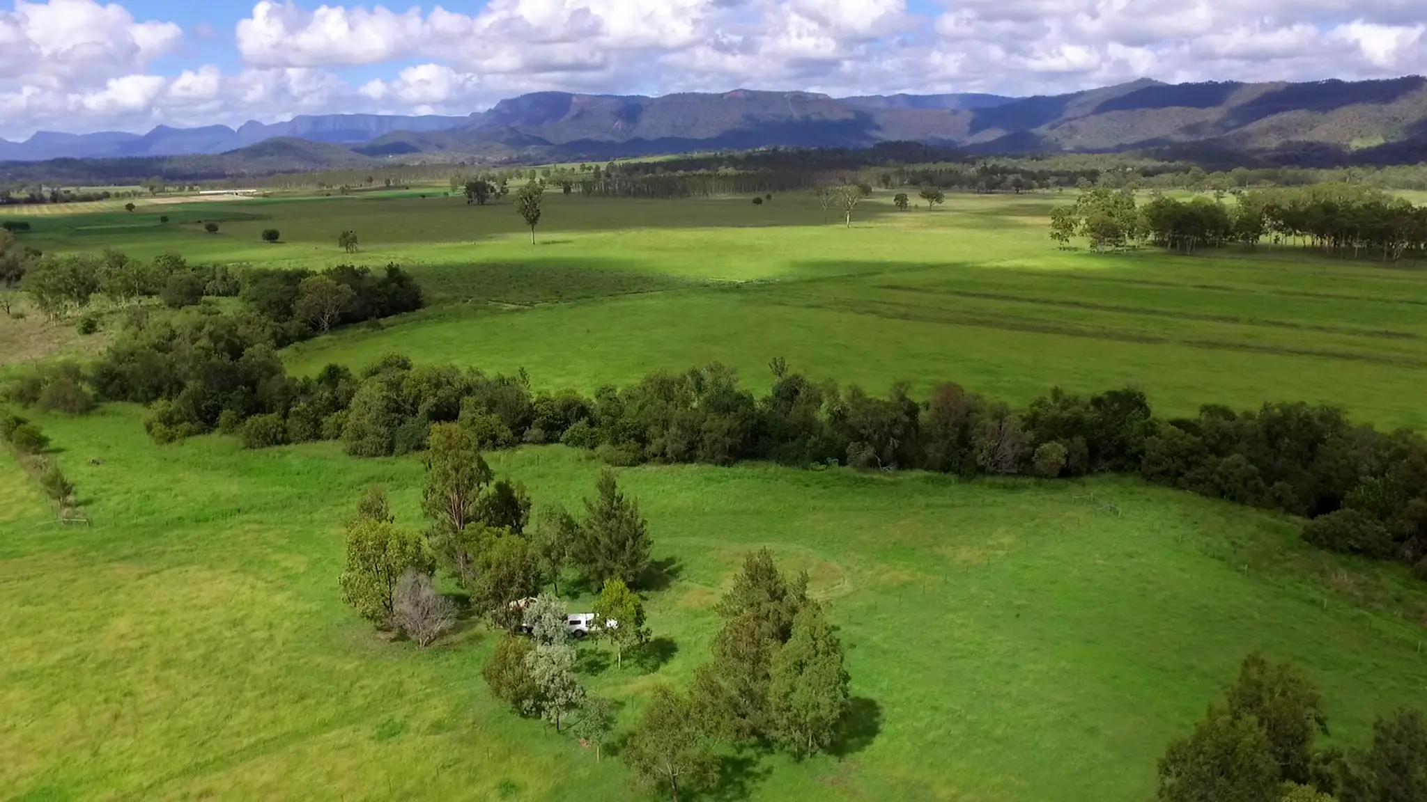 Cattle_Grazing_Country_Rosevale_3