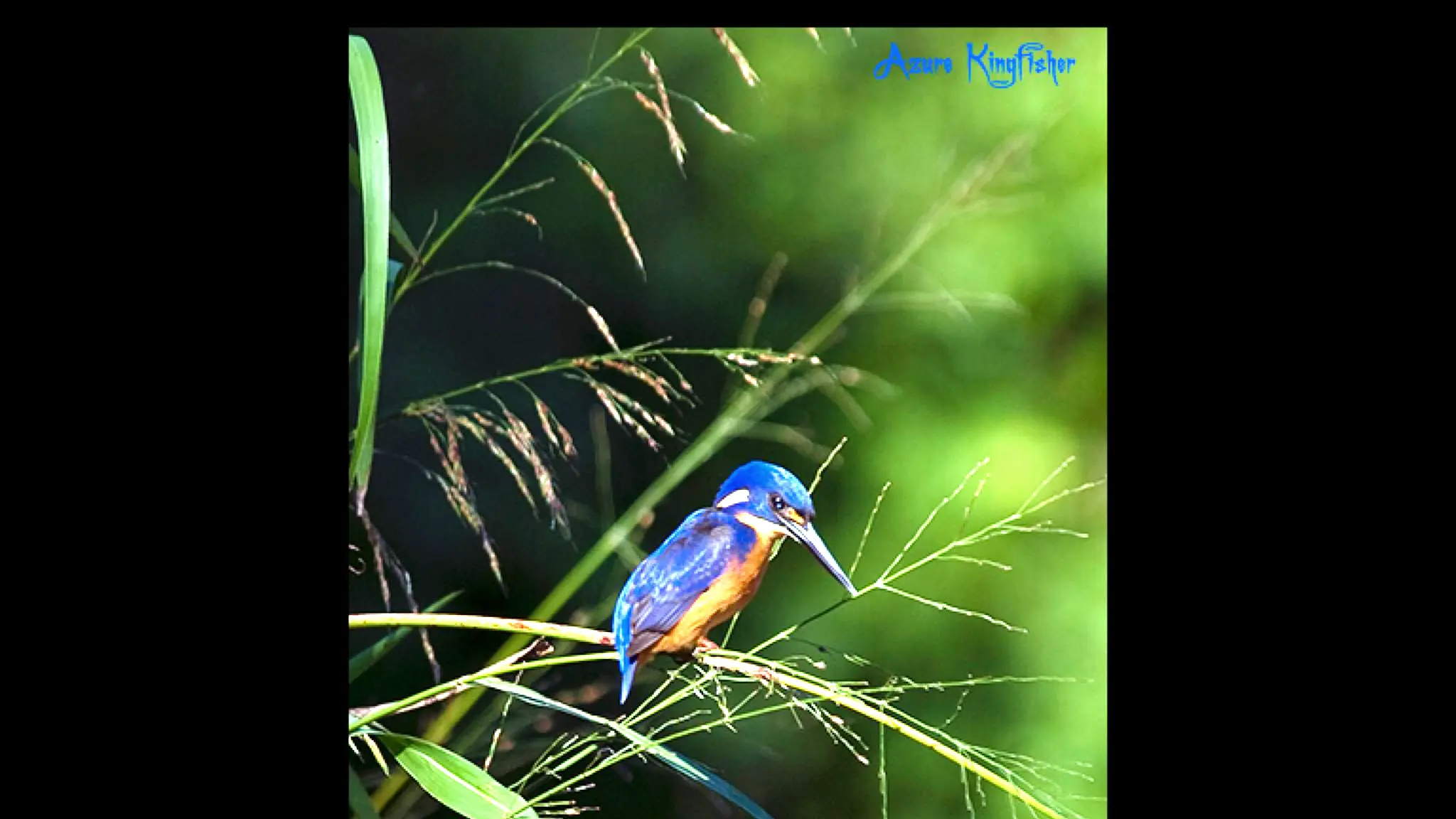 Dayspring_1