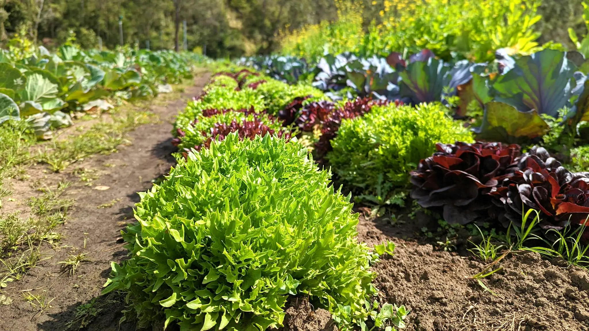 Ellia's_Garden_Farmstay_1