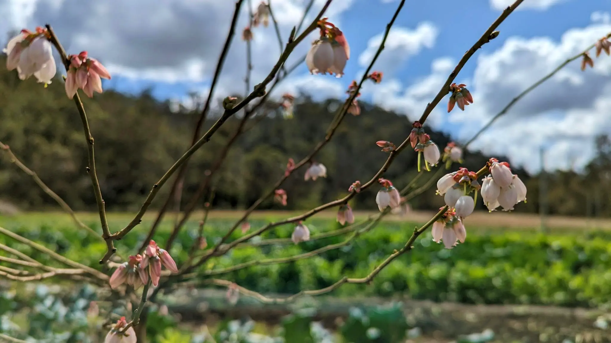 Ellia's_Garden_Farmstay_3