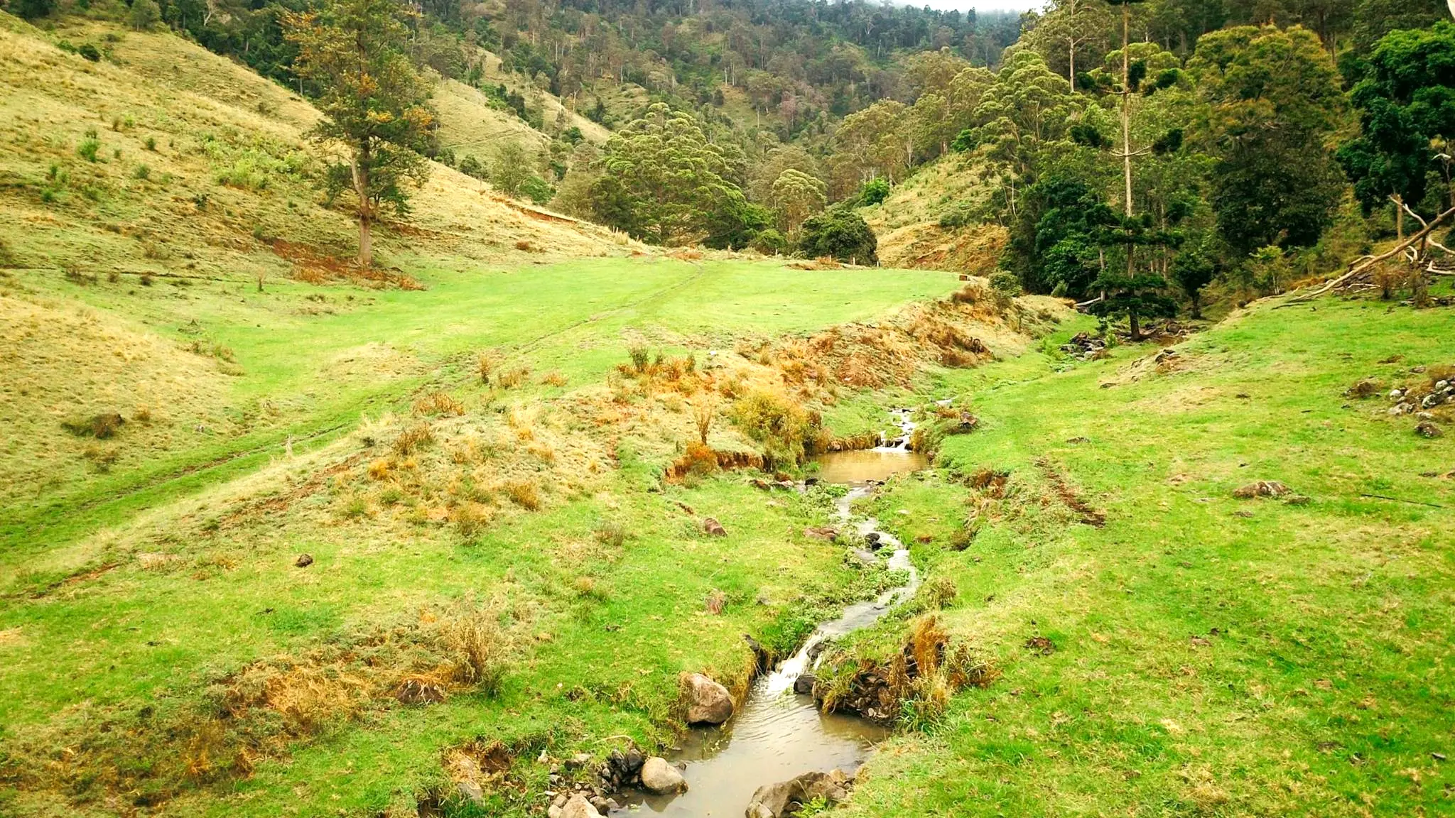 Frog’s_Hollo_Scenic_Rim_4