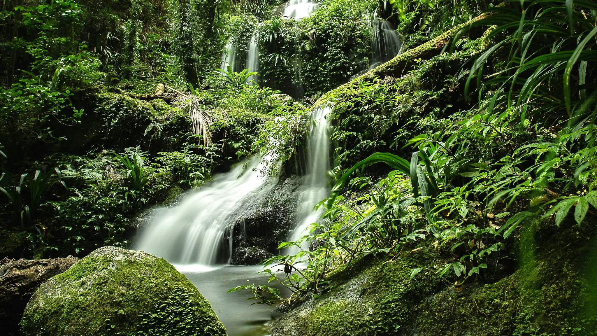 Kamarun_Lookout_Rainforest_Campsite_2