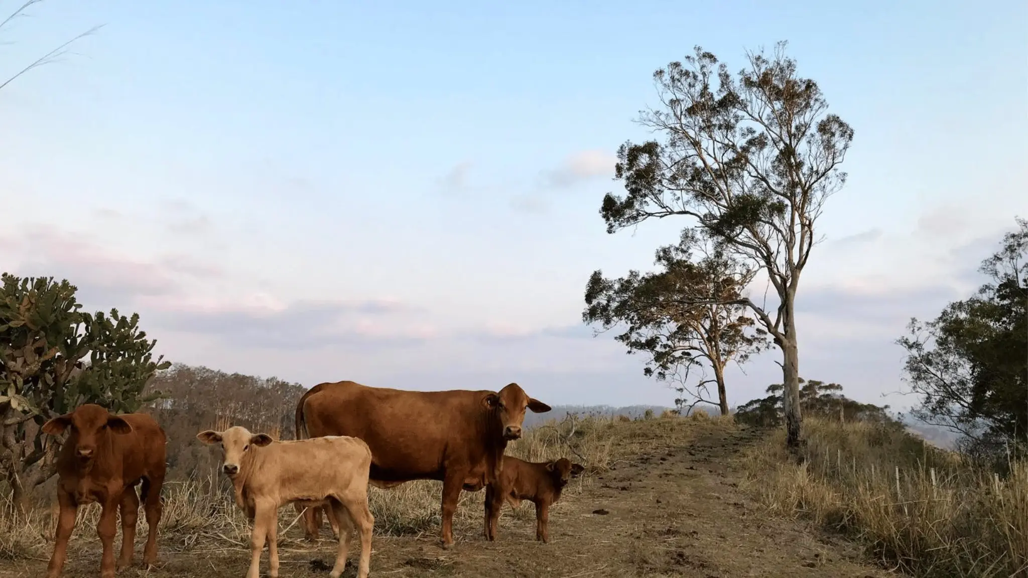 Laceys_Creek_Homestead_and_Vineyard_7
