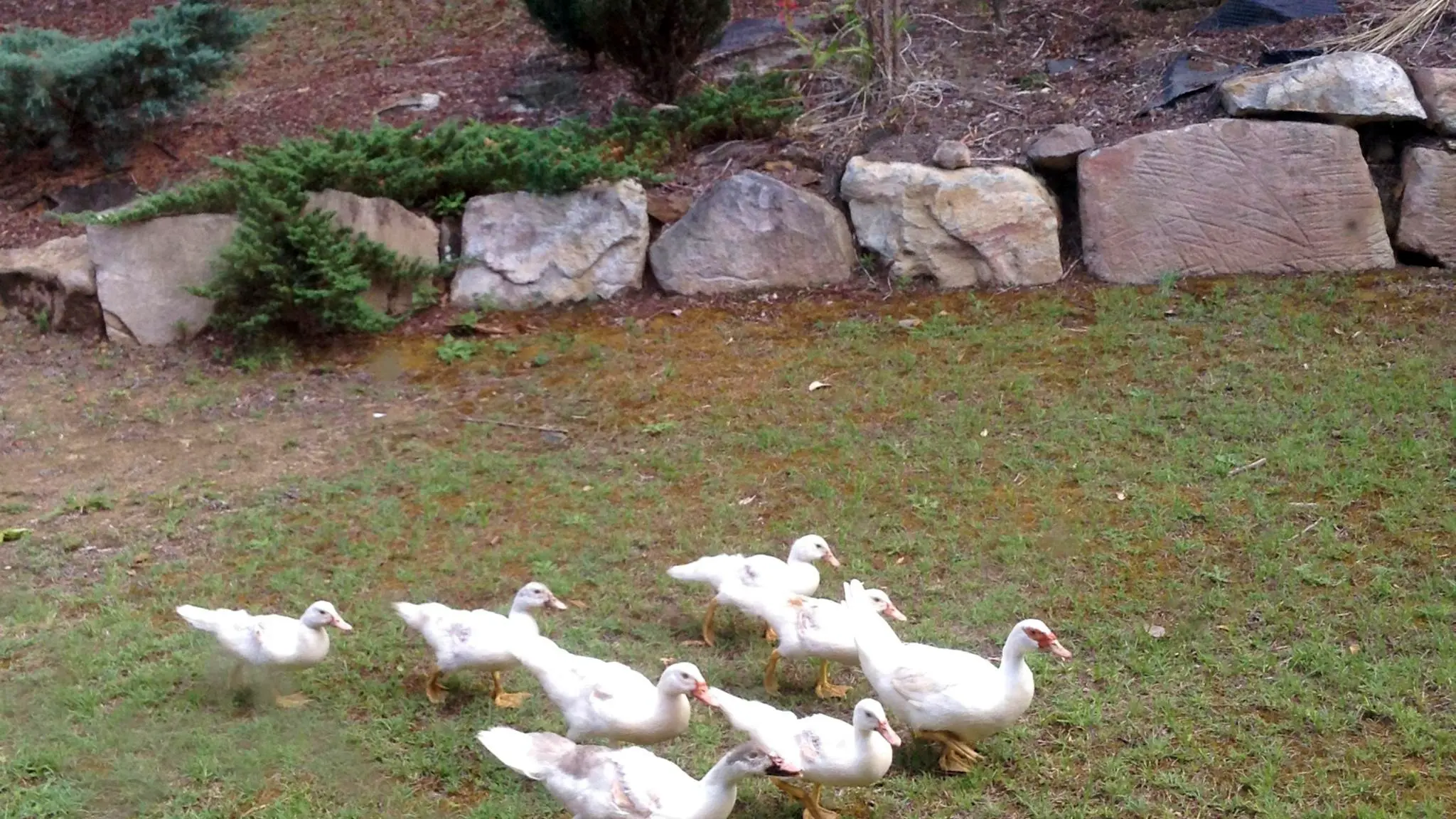 Pluck_A_Duck_Creek_Camp_4