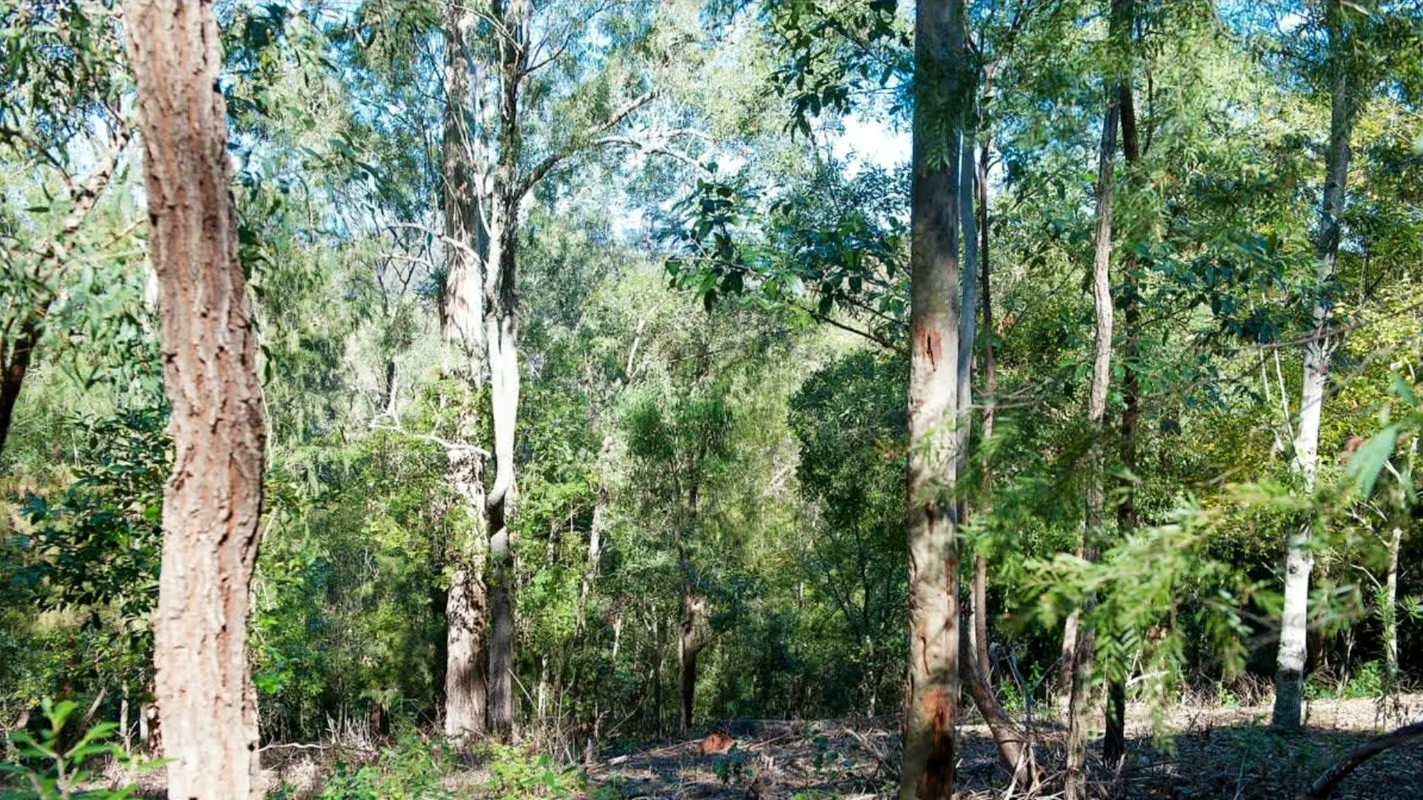 Private_Tropical_Rainforest_1