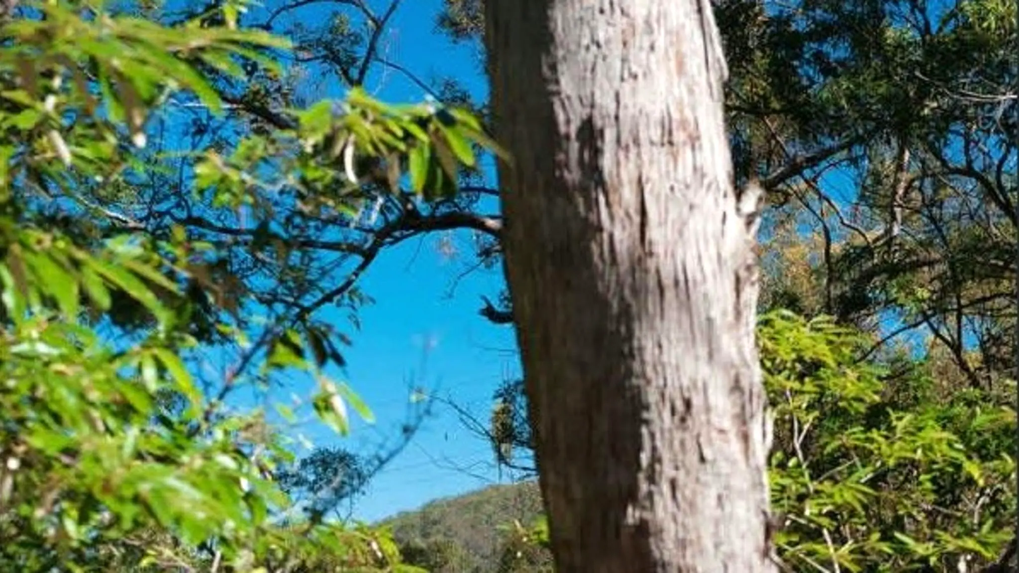 Private_Tropical_Rainforest_3
