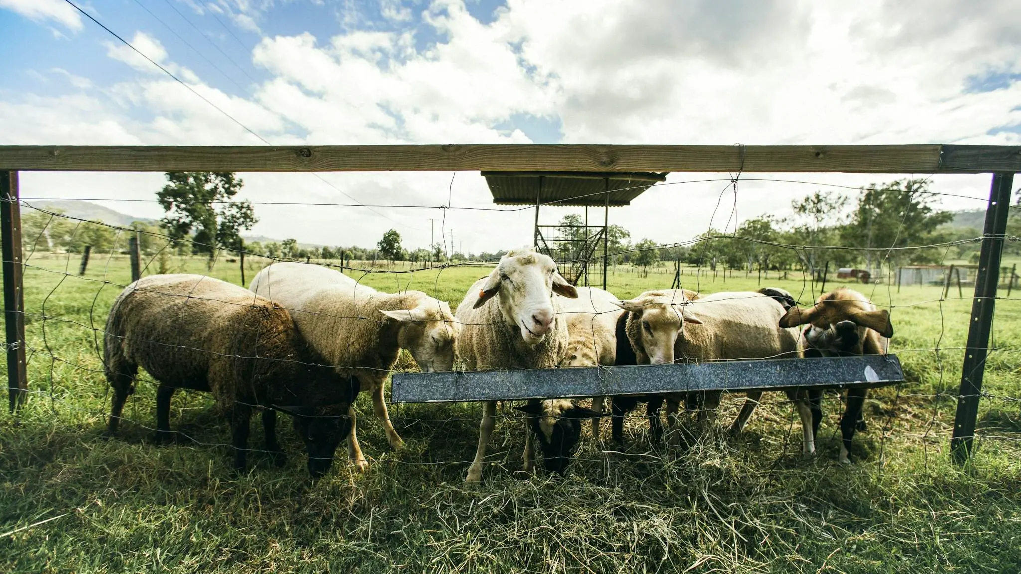 Tommerups_Dairy_Farm_6
