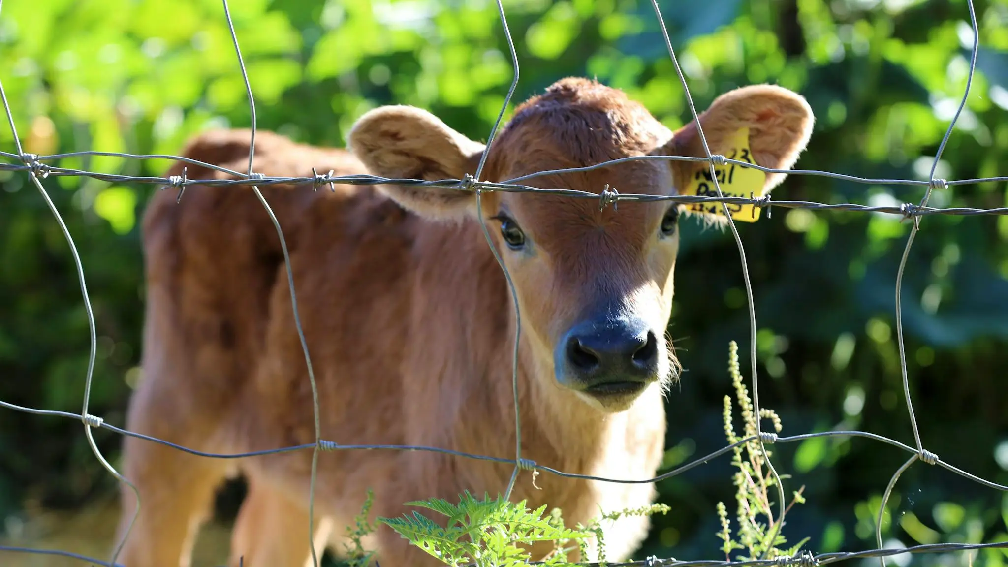 Tommerups_Dairy_Farm_8