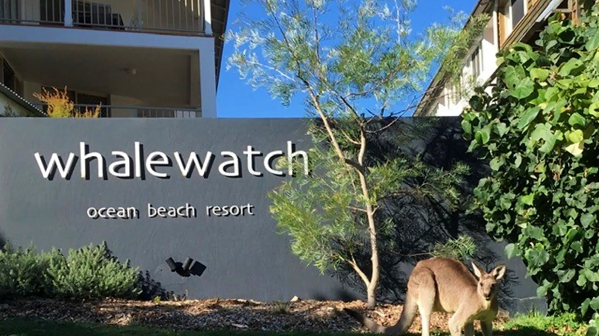 Whalewatch_Ocean_Beach_Resort_1